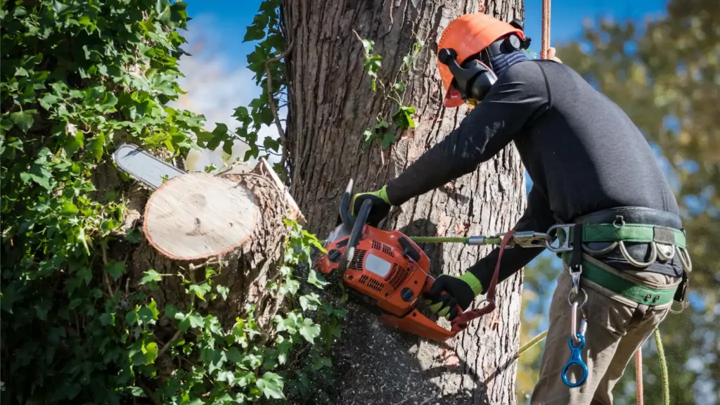 coupe d'arbre